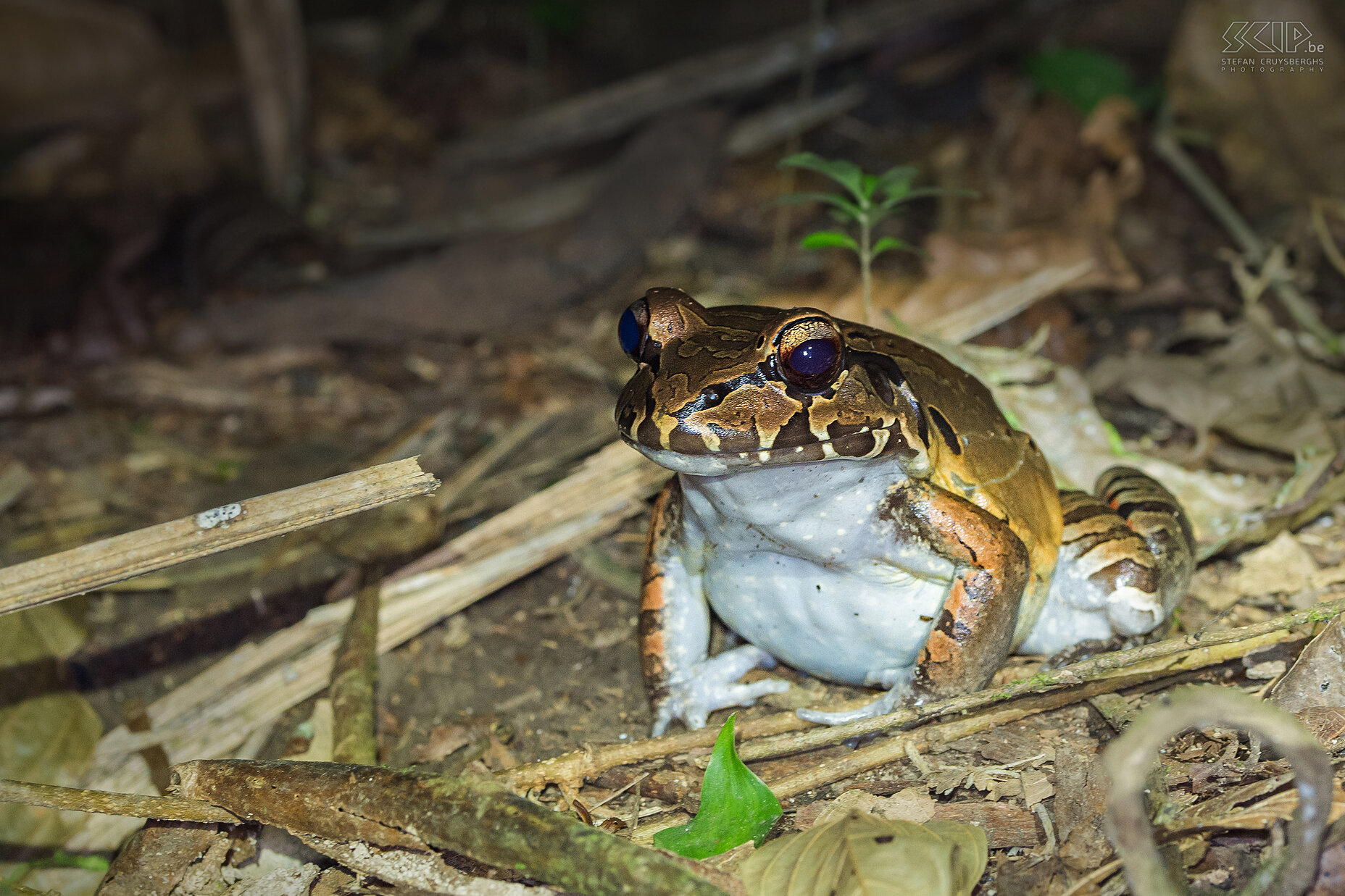 La Selva - Smoky jungle frog The smoky jungle frog (leptodactylus pentadactylus) is a nocturnal large robust frog (18cm) found subtropical or tropical moist lowland forests and swamps. They eat other frogs, small lizards,  arthropods, eggs of birds, ... We discovered several of them during our night walk in La Selva. Stefan Cruysberghs